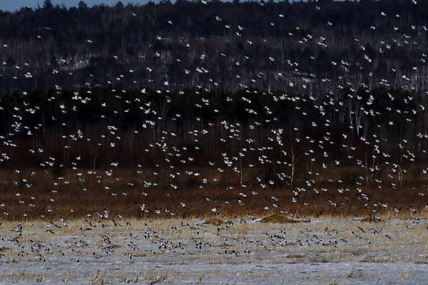 포토 JPG 해외이미지 자연 조류 사람없음 봄 해외포토 동물 계절 생태계 파일형식 이미지허브