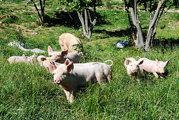 포토 JPG 해외이미지 동물 음식 분홍색 밭 농업 포유류 자연 육류 돼지고기 사람없음 야외 반려동물 농장 성장 시골 아기 돼지 그룹 작음 먹기 호기심 수의사 밭일 해외포토 감정 산업 컬러 컨셉 식재료 모션 사람 의사 크기 생태계 파일형식 이미지허브