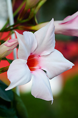 포토 JPG 해외이미지 식물 꽃잎 꽃 백그라운드 잎 꽃무늬 자연 사람없음 컬러풀 장미 맑음 봄 벚꽃 흰색 개화 꽃집 원예 내추럴 해외포토 계절 컬러 무늬 날씨 취미 상점 생태계 파일형식 이미지허브