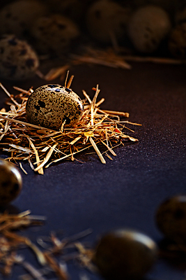 포토 JPG 해외이미지 음식 백그라운드 재료 텍스트 자연 조류 부활절 건강 요리 사람없음 목재 갈색 바구니 계란 치킨 봄 흰색 시골 그룹 둥지 볏짚 아침식사 정상 작음 먹기 밀짚 내추럴 단백질 메추리 해외포토 나무 동물 계절 기념일 컬러 모션 알 식사 짚 크기 생태계 닭고기요리 영양소 파일형식 이미지허브