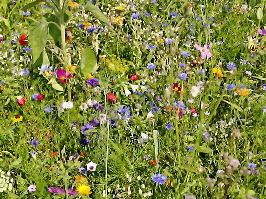 포토 JPG 해외이미지 꽃 분홍색 자연 종류 사람없음 파란색 빛 컬러풀 맑음 다양 벚꽃 흰색 시골 개화 보호 만족 많음 해외포토 식물 감정 컬러 다수 컨셉 날씨 생태계 파일형식 이미지허브