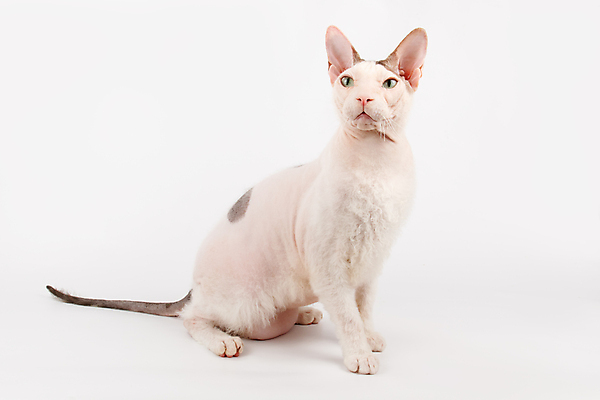 포토 JPG 해외이미지 한마리 실내 앉기 사람없음 반려동물 귀여움 고양이 흰배경 스핑크스고양이 반려묘 해외포토 동물 1 백그라운드 컨셉 포유류 모션 내부 흰색 파일형식 이미지허브