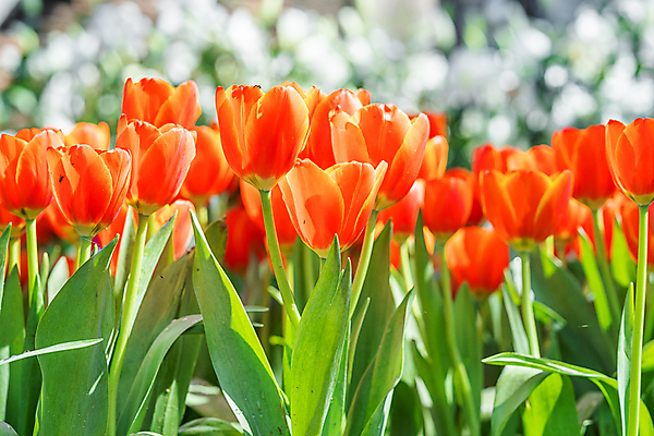 포토 JPG 해외이미지 잎 사람없음 야외 햇빛 정원 주황색 봄 튤립 해외포토 식물 계절 꽃 컬러 태양 파일형식 이미지허브