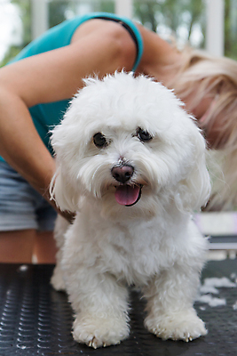 포토 JPG 해외이미지 여자 탁자 실내 한명 상반신 성인 옆모습 반려동물 개 테리어 돌봄 애견미용 애견미용사 성인여자한명만 해외포토 동물 1 뷰포인트 가구 포유류 모션 사람 내부 뷰티 미용사 여자한명만 성인여자만 파일형식 이미지허브