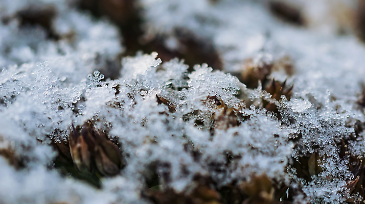 포토 JPG 해외이미지 식물 계절 백그라운드 겨울 자연 건조 사람없음 야외 얼음 추위 백발 흰색 나뭇가지 눈송이 12월 질감 서리 1월 내추럴 2월 시베리아 눈내림 해외포토 자연요소 나무 헤어스타일 컬러 눈_날씨 날짜 생태계 파일형식 이미지허브