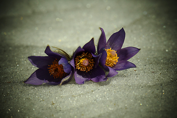 포토 JPG 해외이미지 식물 꽃 자연 사람없음 숲 그리너리 해외포토 생태계 파일형식 트랜드컬러 이미지허브