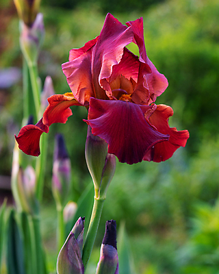 포토 JPG 해외이미지 식물 계절 꽃잎 꽃 꽃무늬 자연 사람없음 야외 환경 정원 봄 성장 벚꽃 신선 개화 닫기 생태계 원예 화단 붓꽃 내추럴 영원 해외포토 무늬 모션 취미 파일형식 이미지허브