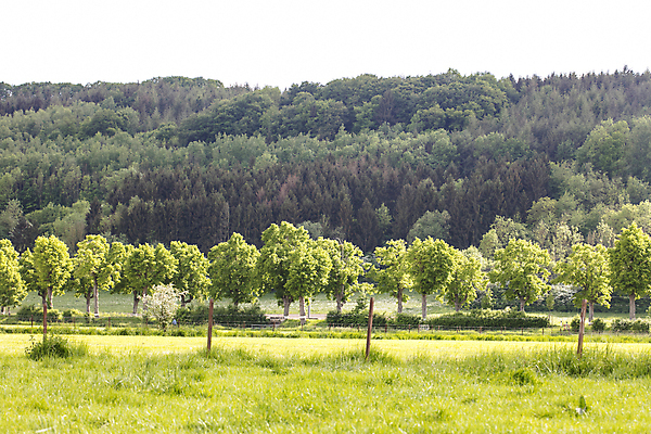 포토 JPG 해외이미지 나무 디자인 공원 꽃 아시아 백그라운드 잎 밭 자연 주택 동양인 풍경 잔디 사람없음 야외 초록색 여름 우주 정원 침묵 봄 활발 신선 도시 오픈 고급 큼 땅 자르기 쇼 땅바닥 해외포토 식물 계절 공공시설 나라 컬러 컨셉 농업 모션 바닥 인종 건물 소리 크기 생태계 파일형식 이미지허브