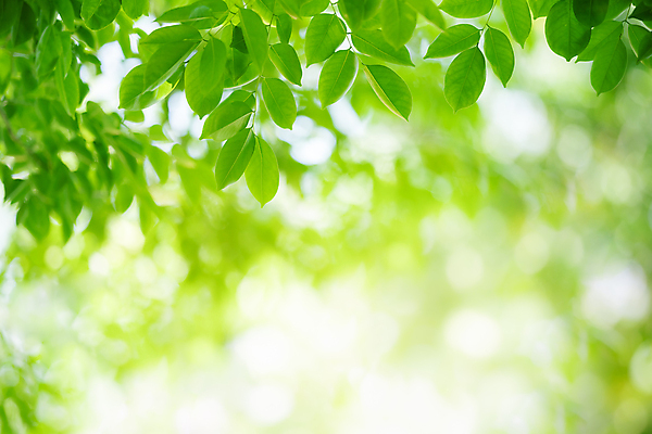 포토 JPG 해외이미지 나무 식물 계절 백그라운드 컨셉 잎 패턴 자연 벽지 추상 잔디 사람없음 초록색 여름 빛 컬러풀 햇빛 태양 우주 환경 정원 맑음 봄 성장 신선 숲 질감 보케 부드러움 내추럴 블러 생태학 지구의날 카피스페이스 그리너리 효과 해외포토 자연요소 교육 기념일 컬러 무늬 날씨 공백 감각 생태계 파일형식 트랜드컬러 이미지허브