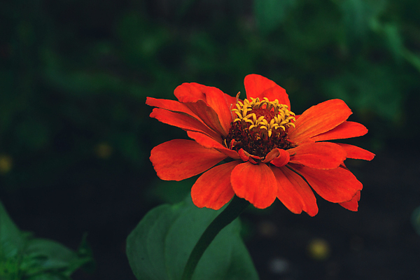 포토 JPG 해외이미지 식물 꽃잎 꽃 꽃무늬 오렌지 자연 해바라기 사람없음 빨간색 초록색 노란색 정원 벚꽃 개화 소프트포커스 데이지 꽃수술 블러 해외포토 컬러 무늬 과일 촬영기법 생태계 파일형식 이미지허브