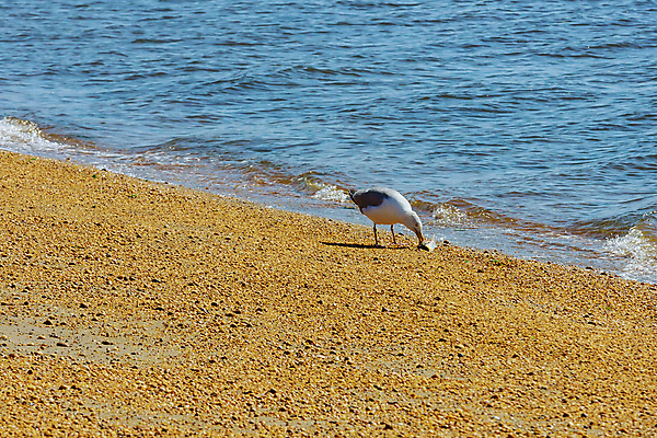 포토 JPG 해외이미지 동물 호수 야생동물 음식 날개 자연 조류 낚시 어류 사람없음 야외 물 파란색 강 수영 연못 큼 먹이 먹기 깃털 사냥 부리 물새 내추럴 동물상 해외포토 자연요소 컬러 모션 레저 조형물 수중동물 수상스포츠 크기 생태계 파일형식 이미지허브