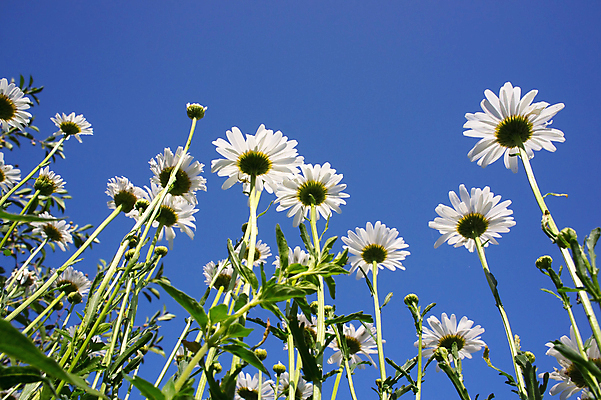포토 JPG 해외이미지 식물 꽃잎 꽃 백그라운드 꽃무늬 자연 하늘 건강 사람없음 파란색 컬러풀 노란색 정원 봄 벚꽃 흰색 신선 허브 유기농 데이지 심플 부드러움 캐모마일 해외포토 웰빙 계절 컬러 무늬 감각 생태계 파일형식 이미지허브