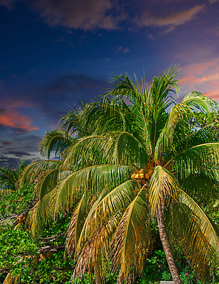 포토 JPG 해외이미지 나무 식물 섬 여행 백그라운드 자연 하늘 휴가 휴식 손바닥 풍경 사람없음 야외 초록색 야자수 코코넛 내추럴 파라다이스 해외포토 손 컬러 컨셉 과일 생태계 파일형식 이미지허브