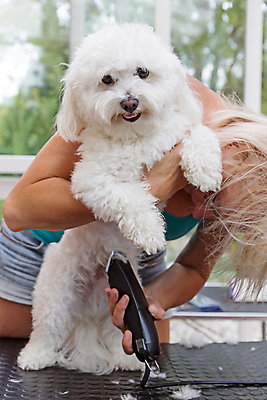 포토 JPG 해외이미지 여자 탁자 실내 한명 상반신 성인 옆모습 반려동물 잡기 개 테리어 돌봄 바리깡 애견미용 애견미용사 성인여자한명만 해외포토 동물 1 뷰포인트 가구 포유류 모션 사람 내부 뷰티 미용사 여자한명만 성인여자만 파일형식 이미지허브