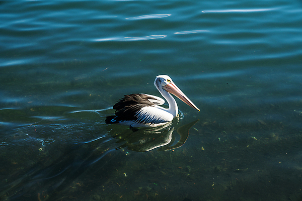 포토 JPG 해외이미지 동물 공원 호수 야생동물 바다 섬 자연 조류 사람없음 초록색 물 여름 파란색 일출 수영 일몰 흰색 만 호주 큼 펠리컨 부리 일요일 동쪽 고립 해외포토 자연요소 계절 공공시설 컬러 노을 수상스포츠 오세아니아 크기 방향 생태계 요일 파일형식 이미지허브