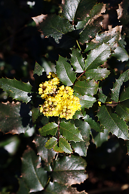 포토 JPG 해외이미지 식물 계절 꽃잎 꽃 분홍색 꽃다발 잎 꽃무늬 오렌지 자연 휴가 선물 사랑 사람없음 장식 초록색 컬러풀 노란색 정원 보라색 놀람 봄 튤립 벚꽃 축하 신선 생일 개화 다발 배열 꽃집 데이지 내추럴 해외포토 기념일 감정 컬러 컨셉 무늬 과일 표정 상점 생태계 파일형식 이미지허브