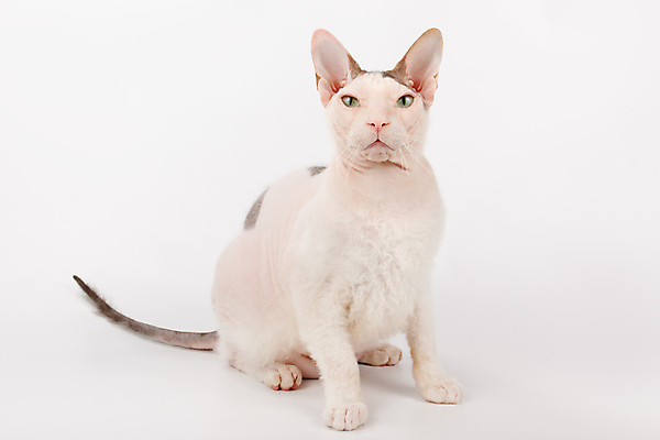 포토 JPG 해외이미지 한마리 실내 앉기 사람없음 반려동물 귀여움 고양이 흰배경 스핑크스고양이 반려묘 해외포토 동물 1 백그라운드 컨셉 포유류 모션 내부 흰색 파일형식 이미지허브