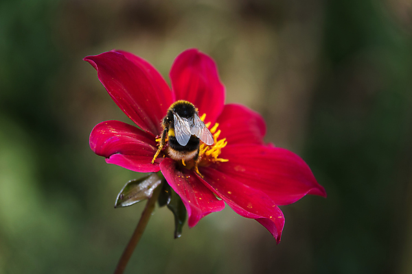 포토 JPG 해외이미지 식물 동물 꽃 곤충 컨셉 자연 사람없음 야외 빨간색 초록색 정원 보라색 꿀벌 꽃가루 꿀 호박벌 해외포토 컬러 벌_곤충 가루 생태계 파일형식 이미지허브