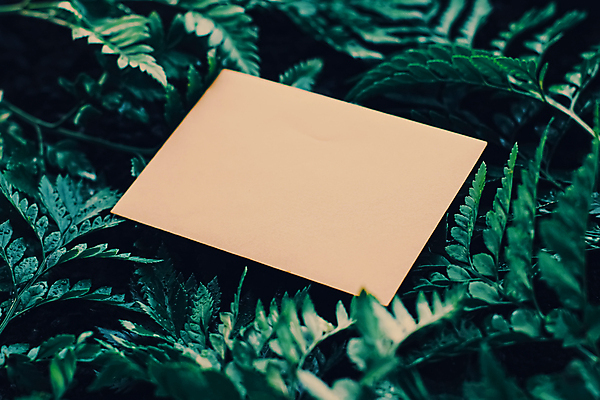 포토 JPG 해외이미지 잎 사람없음 편지지 목업 카피스페이스 해외포토 식물 공백 편지 파일형식 이미지허브