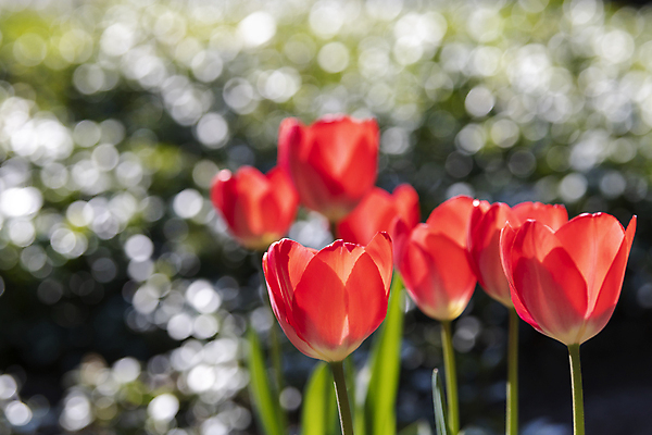 포토 JPG 해외이미지 식물 계절 꽃잎 꽃 줄기 꽃다발 백그라운드 잎 사람없음 빨간색 초록색 빛 컬러풀 햇빛 장미 정원 봄 튤립 물방울 신선 점 원형 투명 떨어짐 보케 내추럴 7 해외포토 도형 컬러 컨셉 태양 숫자 파일형식 이미지허브