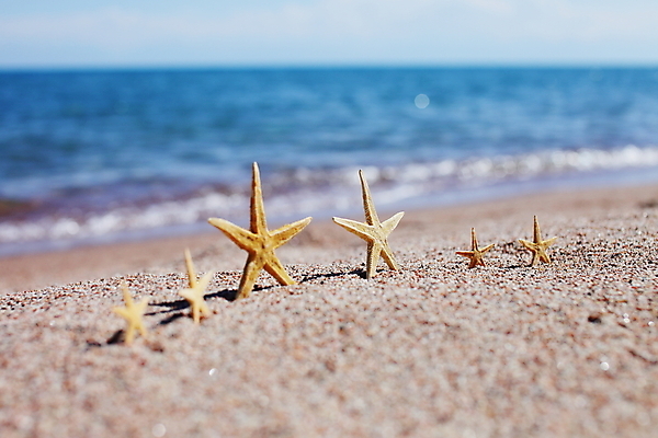 포토 JPG 해외이미지 주간 모래 불가사리 해변 사람없음 야외 해외포토 자연요소 바다 극피동물 파일형식 이미지허브