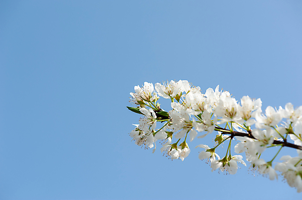 포토 JPG 해외이미지 나무 식물 전통 디자인 계절 꽃 아시아 문화 자연 하늘 휴가 산 동양인 사람없음 장식 파란색 컬러풀 평화 축제 중국 봄 벚꽃 흰색 신선 화려 개화 우아함 달콤 내추럴 해외포토 나라 컬러 컨셉 인종 맛 생태계 파일형식 이미지허브