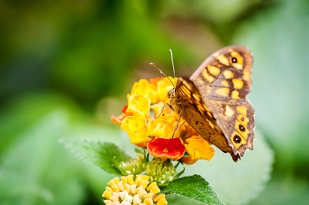 포토 JPG 해외이미지 식물 동물 꽃 야생동물 나비 곤충 잎 패턴 날개 자연 사람없음 초록색 빛 컬러풀 햇빛 노란색 정원 활발 점 벌레 묘사 꽃가루 내추럴 해외포토 컬러 컨셉 무늬 태양 가루 생태계 파일형식 이미지허브