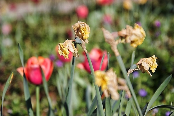 포토 JPG 해외이미지 꽃 자연 사람없음 봄 해외포토 식물 계절 생태계 파일형식 이미지허브