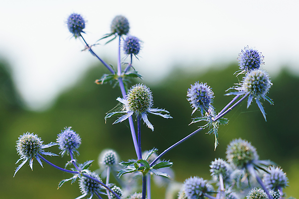 포토 JPG 해외이미지 식물 꽃잎 꽃 바다 꽃다발 백그라운드 잎 꽃무늬 밭 자연 산 사람없음 치료 장식 여름 파란색 컬러풀 보라색 봄 성장 벚꽃 못 개화 약초 다발 허브 제비꽃 원예 날카로움 엉겅퀴 내추럴 해외포토 계절 컬러 무늬 농업 의학 취미 공구 풀_식물 생태계 파일형식 이미지허브