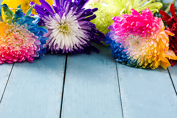 포토 JPG 해외이미지 식물 계절 꽃잎 꽃 분홍색 백그라운드 무지개 꽃무늬 국화 발렌타인데이 사람없음 장식 빨간색 초록색 컬러풀 봄 흰색 제비꽃 데이지 고립 해외포토 자연요소 컬러 무늬 데이이벤트 파일형식 이미지허브