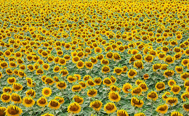 포토 JPG 해외이미지 밭 농업 벽지 해바라기 풍경 사람없음 노란색 해외포토 꽃 산업 컬러 파일형식 이미지허브