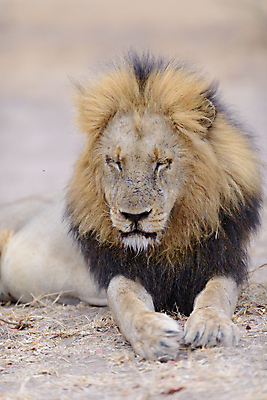 포토 JPG 해외이미지 동물 응시 남자 야생동물 포유류 아프리카 자연 아침 털 사람없음 야외 빛 환경 고양이 사막 황무지 보호 위험 사자 큼 사파리 육식동물 갈기 사냥꾼 사자자리 남쪽 내추럴 동물상 칼라하리 힘찬 해외포토 주간 직업 시선 나라 컨셉 사람 반려동물 조형물 별자리 크기 방향 생태계 파일형식 이미지허브