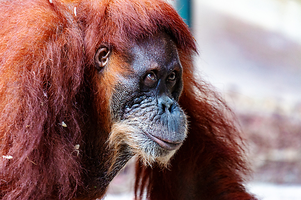 포토 JPG 해외이미지 동물 공원 여자 아시아 얼굴 야생동물 오렌지 포유류 청소년 자연 엄마 생물 털 동물원 사람없음 갈색 원숭이 표현 아기 숲 작음 열대우림 먹기 인도네시아 멸종 유인원 말레이시아 배려 전국 해외포토 공공시설 나라 컬러 과일 가족 모션 사람 신체부위 크기 생태계 파일형식 이미지허브