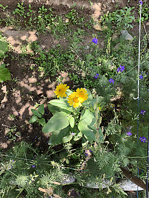 포토 JPG 해외이미지 식물 동물 계절 꽃잎 꽃 야생동물 곤충 백그라운드 꽃무늬 날개 자연 사람없음 야외 초록색 여름 노란색 정원 봄 벚꽃 흰색 개화 황금 닫기 벌레 꿀벌 수분 벌 묘사 유기농 꽃가루 꿀 솜털 내추럴 고립 호박벌 해외포토 웰빙 컬러 무늬 모션 벌_곤충 가루 생태계 파일형식 이미지허브