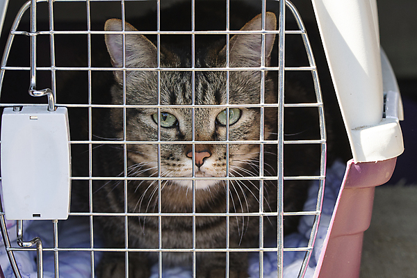 포토 JPG 해외이미지 동물 여행 교통시설 사람없음 반려동물 상자 고양이 육식동물 해외포토 교통 포유류 시설 파일형식 이미지허브