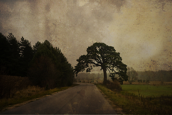 포토 JPG 해외이미지 주간 나무 계절 유럽 도로 길 여행 백그라운드 자연 하늘 아침 날씨 풍경 사람없음 야외 환경 침묵 회색 탐험 안개 가을 11월 그림 장면 폴란드 내추럴 뿌연 흥미 해외포토 자연요소 식물 나라 컬러 컨셉 교통시설 소리 날짜 생태계 파일형식 이미지허브