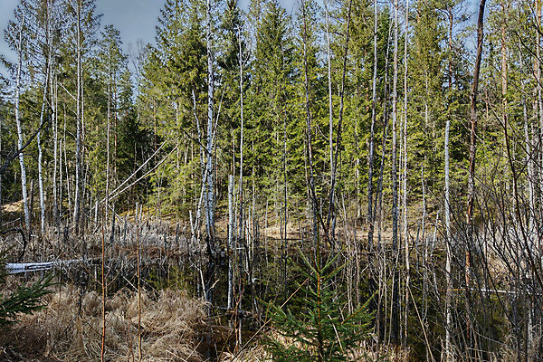 포토 JPG 해외이미지 나무 여행 밭 자연 아침 날씨 풍경 사람없음 야외 목재 초록색 빛 햇빛 농장 평화 일출 침묵 새벽 하이킹 추위 안개 가을 청바지 시골 소나무 황무지 개 숲 신비 북쪽 상록수 마법 라트비아 변소 뿌연 전국 해외포토 주간 자연요소 식물 계절 컬러 컨셉 농업 재료 바지 포유류 레저 북유럽 태양 노을 소리 방향 생태계 파일형식 이미지허브