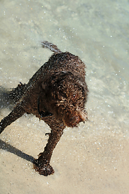 포토 JPG 해외이미지 동물 여자 행복 호수 바다 포옹 자연 놀이 불꽃 사랑 사람없음 야외 가로 물 여름 반려동물 태양 갈색 우정 활발 기쁨 개 리트리버 복고 주둥이 기르기 특별함 해외포토 자연요소 계절 감정 컬러 컨셉 포유류 안기 불 사람 친구 생태계 돌봄 파일형식 이미지허브