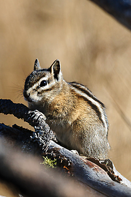 포토 JPG 해외이미지 나무 동물 응시 공원 야생동물 백그라운드 북아메리카 장난 포유류 자연 생물 털 사람없음 야외 목재 빨간색 갈색 환경 줄무늬 회색 나뭇가지 황무지 설치류 숲 작음 모피 호기심 꼬리 솜털 서식지 내추럴 경보 워싱턴 해외포토 식물 시선 공공시설 감정 컬러 컨셉 무늬 재료 아메리카 미국 크기 생태계 파일형식 이미지허브