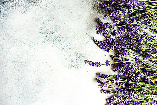 포토 JPG 해외이미지 꽃 실내 사람없음 라벤더 카피스페이스 해외포토 식물 내부 공백 허브 파일형식 이미지허브