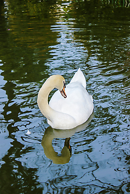 포토 JPG 해외이미지 식물 동물 1 계절 공원 호수 야생동물 분홍색 여행 백그라운드 자연 조류 동물원 풍경 사람없음 야외 초록색 물 여름 파란색 빛 반사 갈색 머리 여행객 정원 검은색 수영 흙 흰색 연못 우아함 호주 큼 깃털 싱글 부리 백조 목 솜털 내추럴 해외포토 자연요소 공공시설 컬러 컨셉 사람 신체부위 수상스포츠 오세아니아 크기 생태계 파일형식 이미지허브