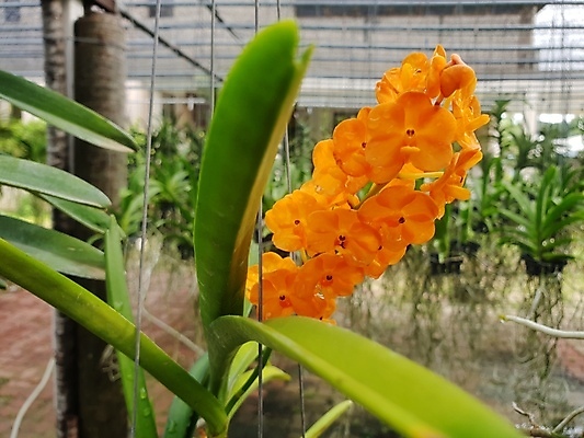 포토 JPG 해외이미지 나무 식물 계절 공원 꽃잎 꽃 분홍색 꽃다발 백그라운드 꽃무늬 패턴 밭 자연 벽지 추상 선물 사람없음 야외 장식 초록색 컬러풀 머리 우주 정원 보라색 봄 활발 벚꽃 흰색 나뭇가지 축하 난초 닫기 제비꽃 내추럴 해외포토 공공시설 컬러 컨셉 무늬 농업 모션 신체부위 생태계 파일형식 이미지허브