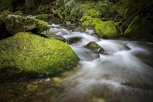 포토 JPG 해외이미지 나무 계절 공원 백그라운드 잎 자연 파노라마 풍경 사람없음 야외 초록색 물 파란색 강 컬러풀 환경 미국 침묵 봄 폭포 흐름 바위 흰색 소나무 황무지 숲 장면 태평양 북쪽 상록수 서식지 내추럴 생태학 울퉁불퉁 해외포토 자연요소 식물 공공시설 교육 바다 컬러 컨셉 북아메리카 촬영기법 소리 돌_바위 방향 생태계 파일형식 이미지허브
