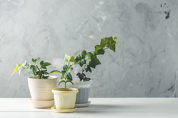 포토 JPG 해외이미지 식물 디자인 꽃 벽 백그라운드 잎 꽃무늬 곡선 손가락 자연 귤 주택 사람없음 내부 장식 가로 초록색 우주 봄 방 회색 성장 흰색 신선 그룹 냄비 오브젝트 원예 아이비 내추럴 고립 심기 인공 혼자 카피스페이스 세련 해외포토 손 계절 선 컬러 무늬 과일 모션 취미 건물 공백 솥 생태계 파일형식 이미지허브