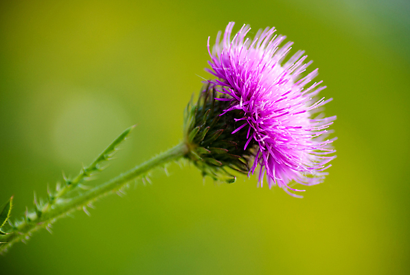 포토 JPG 해외이미지 식물 계절 꽃잎 꽃 줄기 분홍색 꽃무늬 자연 사람없음 초록색 정원 보라색 들꽃 벚꽃 개화 싱글 원예 엉겅퀴 해외포토 컬러 무늬 취미 생태계 파일형식 이미지허브