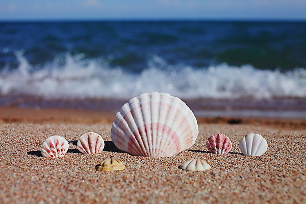 포토 JPG 해외이미지 주간 모래 파도 해변 사람없음 야외 조개껍데기 해외포토 자연요소 바다 조개 파일형식 이미지허브
