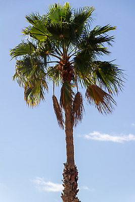 포토 JPG 해외이미지 나무 식물 유럽 섬 여행 백그라운드 잎 아프리카 자연 하늘 휴가 손바닥 사람없음 야외 초록색 파란색 빛 태양 맑음 스페인 내추럴 이국적 파라다이스 해외포토 자연요소 손 나라 컬러 날씨 생태계 파일형식 이미지허브