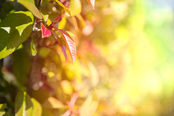 포토 JPG 해외이미지 잎 오렌지 자연 사람없음 빨간색 초록색 빛 봄 구성 해외포토 식물 계절 컬러 과일 생태계 파일형식 이미지허브