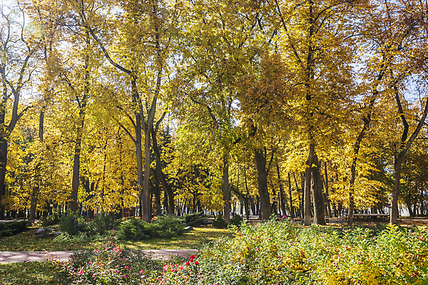 포토 JPG 해외이미지 나무 계절 공원 단풍 낙엽 잎 벤치 오렌지 자연 건조 풍경 사람없음 야외 컬러풀 햇빛 태양 갈색 노란색 환경 맑음 가을 보행로 황금 떨어짐 숲 11월 러시아 장면 10월 내추럴 해외포토 자연요소 식물 공공시설 유럽 길 컬러 컨셉 의자 과일 날씨 날짜 생태계 파일형식 이미지허브