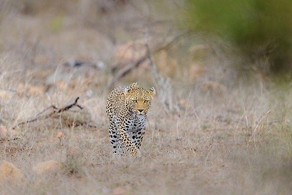 포토 JPG 해외이미지 나무 동물 1 응시 얼굴 야생동물 포유류 아프리카 자연 털 사람없음 야외 가로 고양이 사막 점 황무지 위험 큼 사파리 사냥 육식동물 위치 사냥꾼 표범 남쪽 내추럴 나미비아 남아프리카 보츠와나 웅장함 이국적 칼라하리 포식 힘찬 해외포토 식물 직업 시선 나라 컨셉 신체부위 반려동물 크기 방향 생태계 파일형식 이미지허브